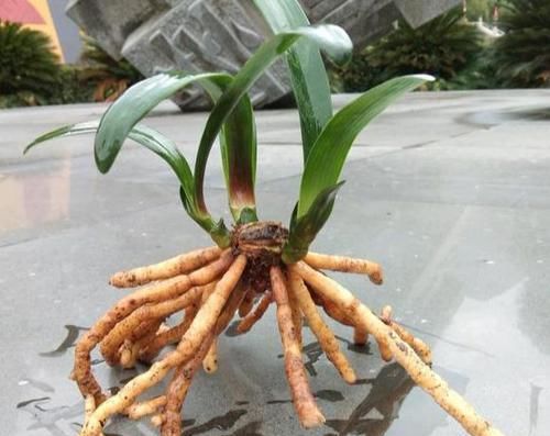  [嫁接]花卉不“生病”，试试这种“水”，烂根消毒拯救你的“死花”
