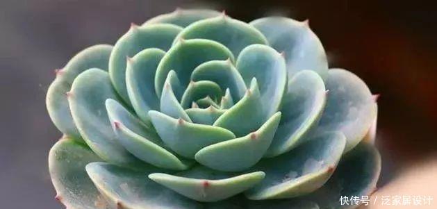  种植经验■多肉玉蝶养活不难，养美要下一番功夫