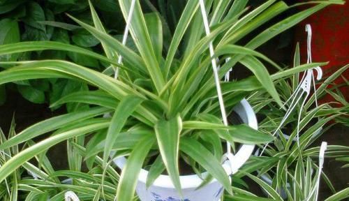  『想学』想学做盆景，这些基础要打牢，要不然多走很多弯路，做盆景不简单