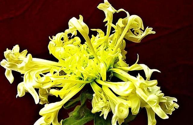  #看起来#如果你喜欢牡丹，可以在《珍稀名菊》中养白鹿角。看起来鹿角又高又艳
