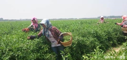 农民种稀罕菜20亩地1年赚100万 12元1斤 1亩产10吨 种1次收获多年