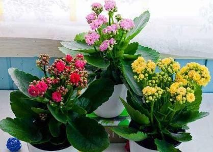 「植物」只需“2个”小动作,长寿花花苞再多一倍,枝芽呼呼“冒不停”
