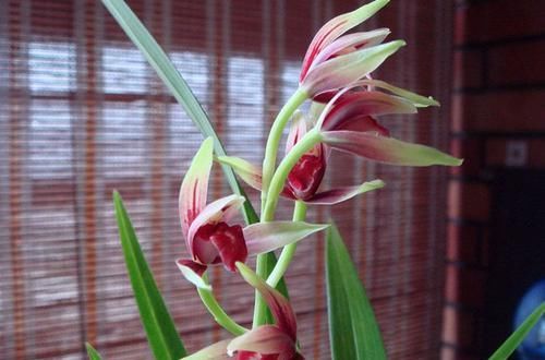  #花形#养花就养这四款，植株冠形丰满紧凑，花形优美，养在家里美不胜收