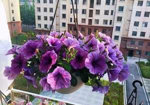  值得|此盆栽花超级好养，花色绚丽，花多易爆盆，全年开不停，值得拥有