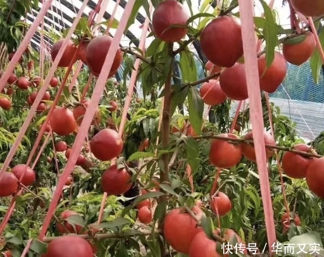  欧李|山谷里有1种“野果”，被称为“山梅子”，果子像“樱桃”