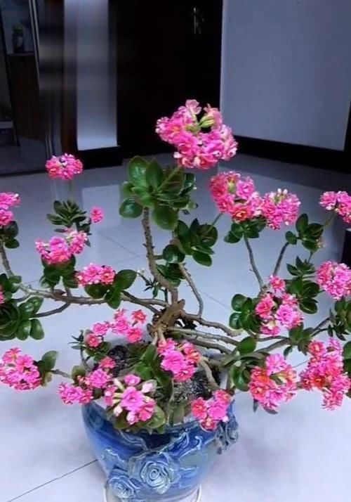  『专心』山东大姐啥也不干专心养花，爱花爱到痴迷，把长寿花养成了盆景