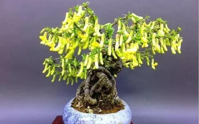  「金雀花」枝条“小心”棱角“小小”，金雀盆景的独特，只有爱花人才懂！