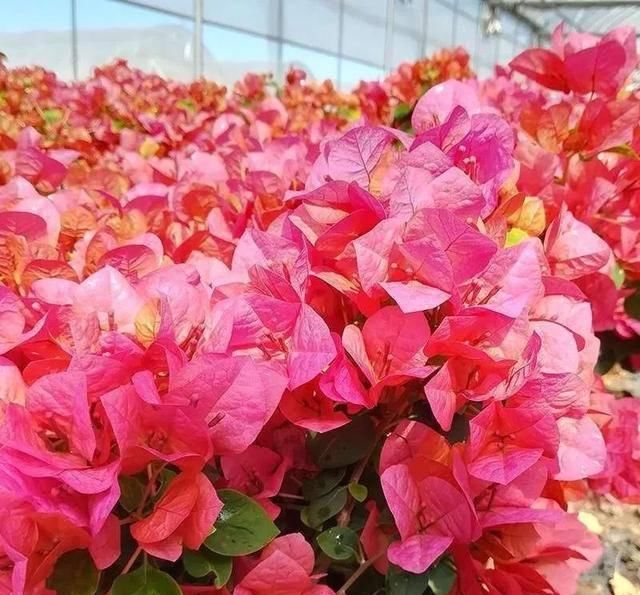 「暗斑夕阳红」这13种三角梅被称“开花机器”小苗就不断开花,适合阳台盆栽