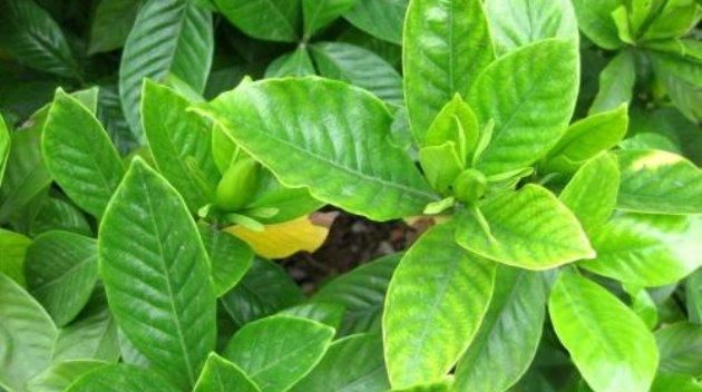  「栀子花」栀子花种植“四注意”，做好方能枝叶“旺盛”！