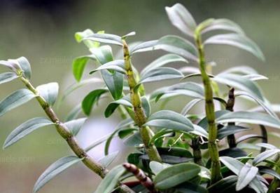  浇水：石斛怎么过冬