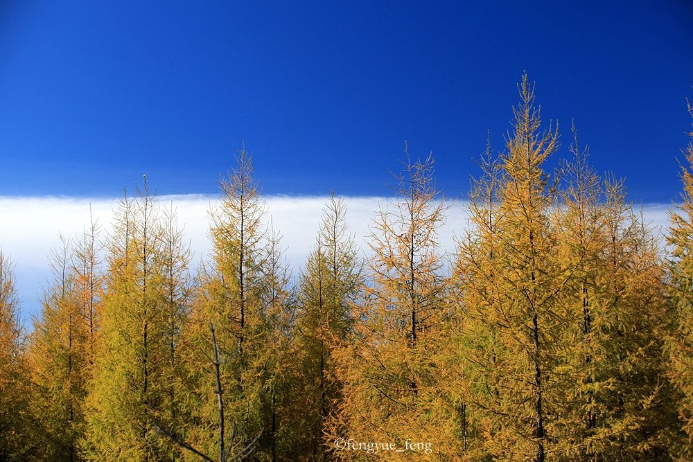 大兴安岭特大火灾澳洲火灾