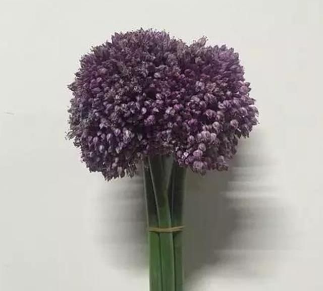  [花语]花艺界的奇葩花材，你知道多少？可别送错了人