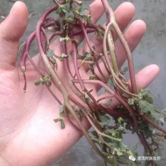 农村不起眼的小物，祛斑堪比激光，三天皮肤细嫩光滑