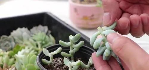  #割断#多肉出这四种“症状”，接着就是割断，半个月就生根