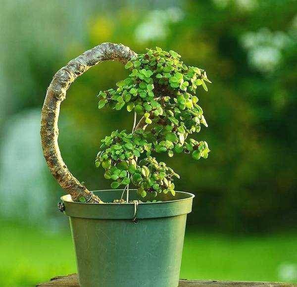 #记住#养花别“瞎养”,记住这几点,简单养花来年接着开花!