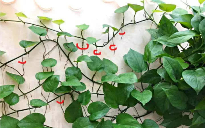  「绿萝」绿萝有个“小机关”，打开它，俩月疯长1米！