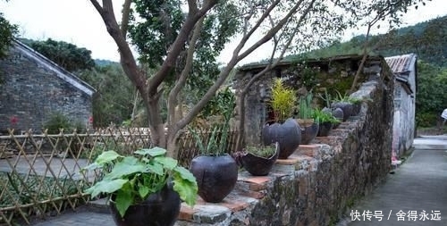  【树木】农村庭院种植树木很常见，有人却说院子种树烦恼多，为