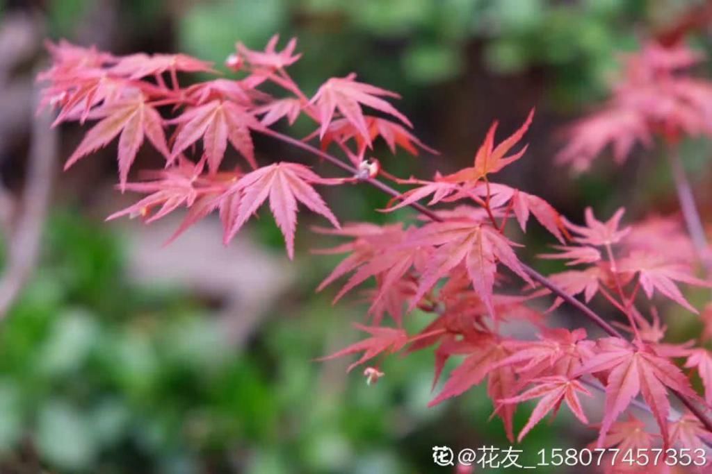  家里■10种“气质花”，家里角落摆一盆，能提升家居格调！