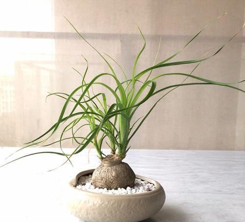  「观叶」没想到酒瓶兰开花这么灿烂，养室内变观叶植物，大半年不浇水也行