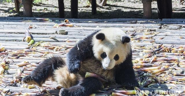 建设速度全国第一的城市，不是上海也不是深圳，而是这个西部省会