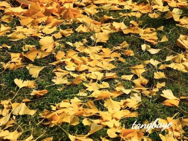 金色的秋天，大自然真是个杰出的画家，把这闪闪烁烁金黄的秋叶奇