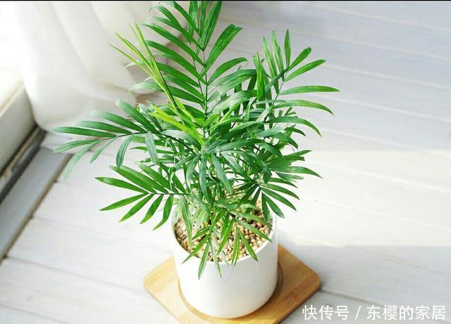 袖珍椰子|室内养什么植物好?袖珍小椰子枝叶秀美、四季常绿,观赏性强