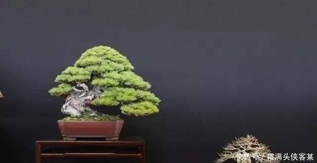  [栽种盆景]玩盆景，已成为当下追求高品质生活的一股潮流