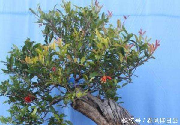 不养■这4种“树”,每一棵都寓意“招财”,尤其第三种,不养才可惜!