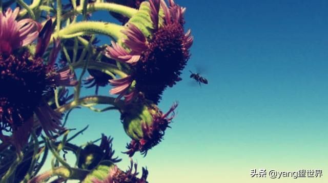 全球珍稀的植物：生长在火山口，六十年才开一次花但开完就死亡！