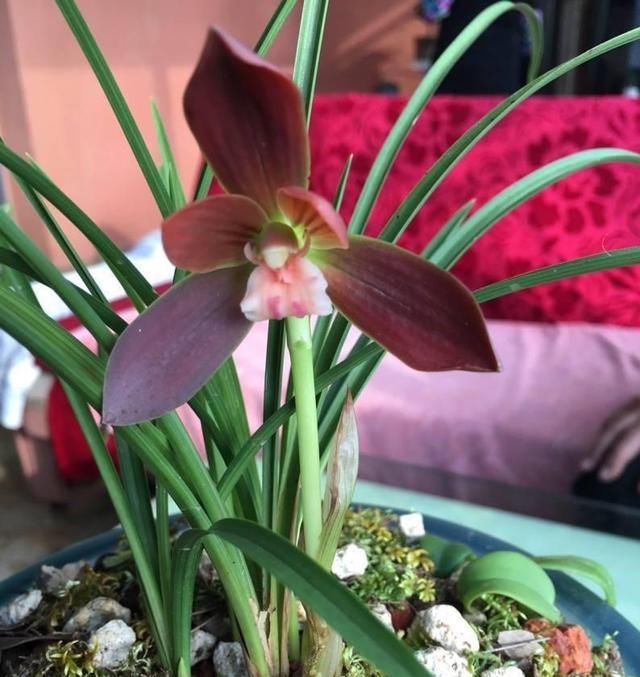  【喜欢】这种兰花没香味爱养的人却不少，名叫红河红，品质高值得养一盆