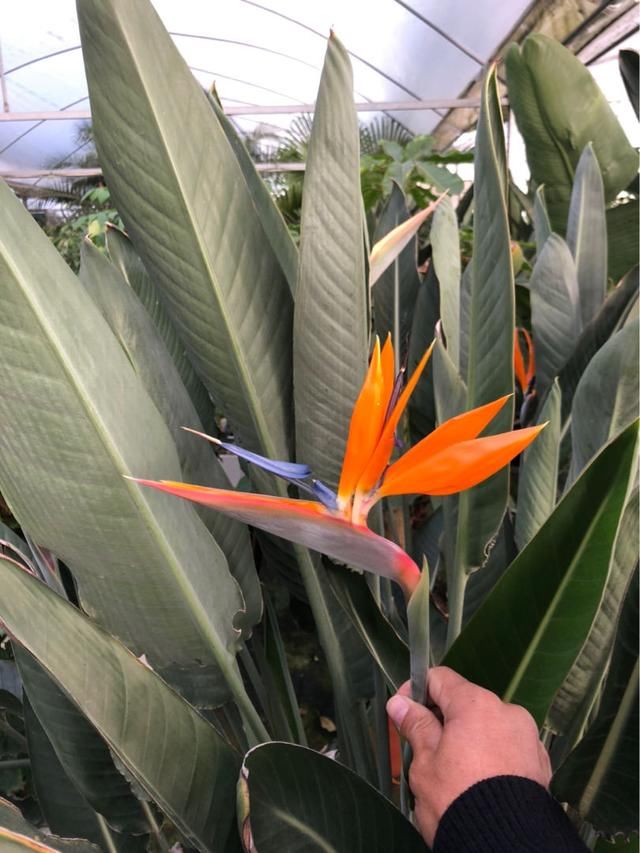  [气质]2种人间富贵花，每一种都气质满满，摆在客厅特上档次
