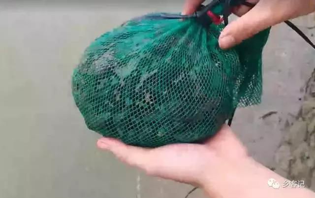 赶着大爷到江边摸螺，体验了一番渔民生活