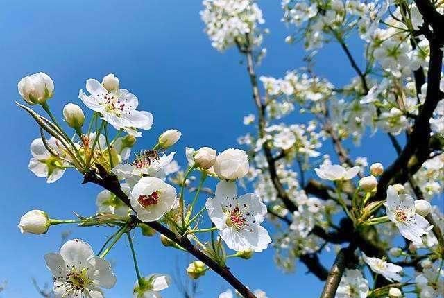  赏花：春暖花开，你赏花了么？