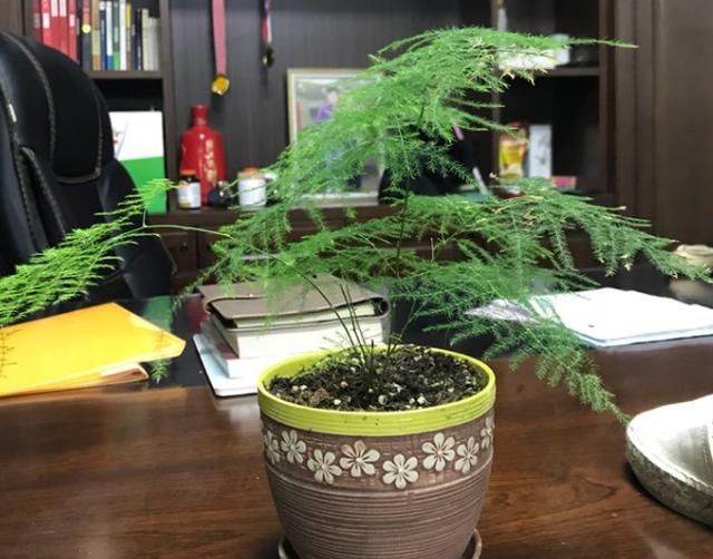  『喜欢湿润』超耐阴的文竹，3个小手段，养成绿油油的小森林！