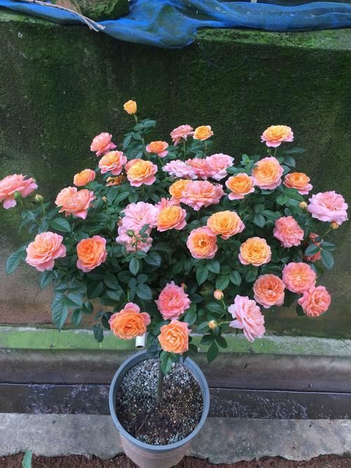 #红色#家里喜欢养花,这四款花开四季,花色多又艳,花开繁盛惹人爱,美