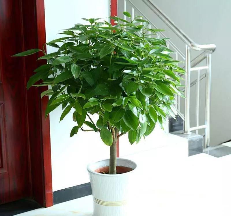  [冬季室内]离过年只剩十几天，这15种花年味十足，再不准备就迟了