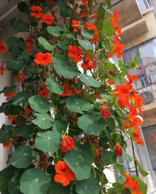 【旱金莲】适合挂在空中养的5种植物,半个月浇一次水,开的花跟大花球一样