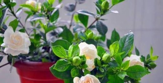  开爆@栀子花最爱喝这种水,2周浇一次,浇完叶子绿油油,开花开爆盆