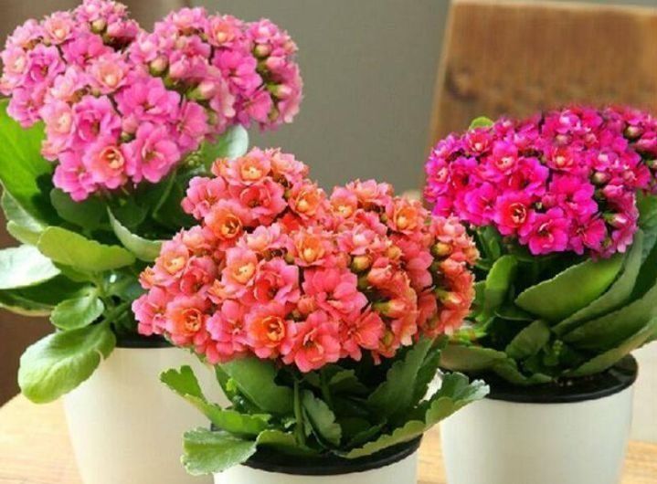  「开爆」此款花卉，花艳易爆盆，开花幽香暗淡，花开爆盆美如花