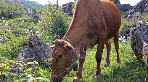 30年前农村牛都不吃的野草，如今50元一颗供不应求，农村到处都是
