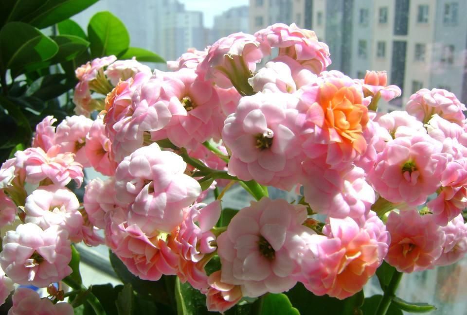  【友养】老花友养长寿花多年，分享几个技巧，照着做，长势旺年年开花不断