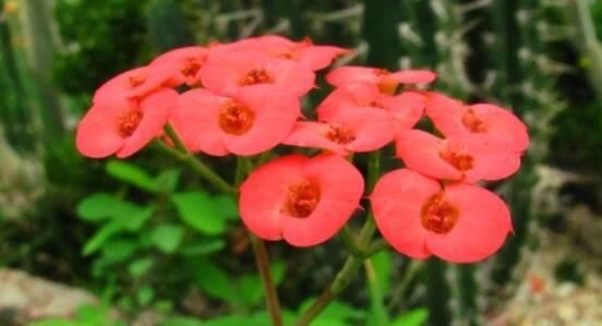  『盆栽』超级香的花,花量多,四季常开,可做花墙,种植简单,盆栽也可以