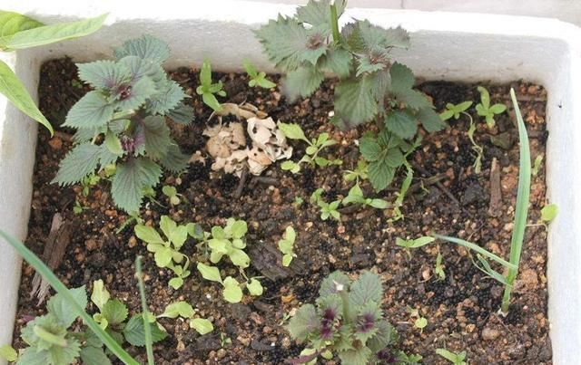  南方人|曾是田间杂草，现以60元一斤为出口名蔬菜，南方人尤其爱