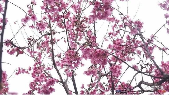 福清樱花太美！春节不用去日本在这里就可以看见大片樱花园~