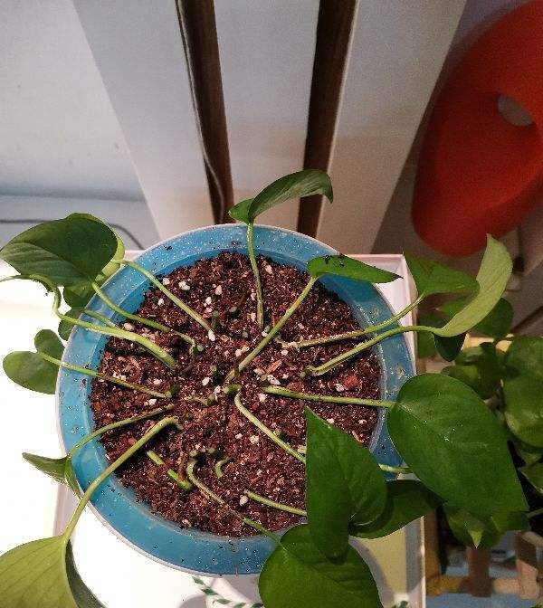  看起来：绿萝剪一剪，插到水里，一星期长满大白根，呼呼爆盆！