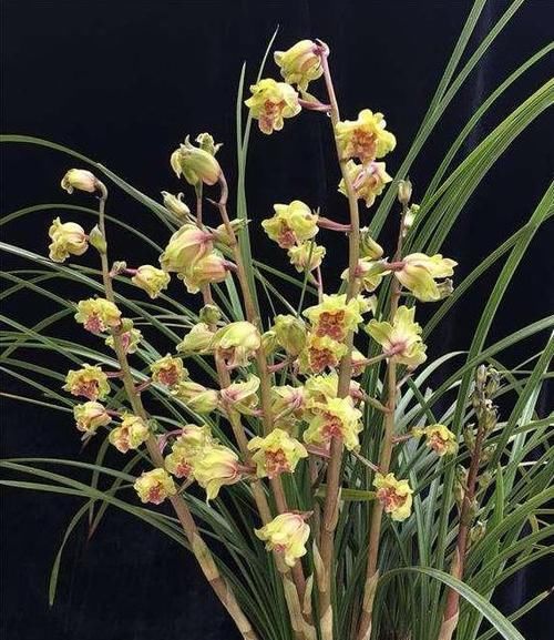  #花香#此兰花量极多，一杆数十朵花，花香浓郁，花色金黄，好看又便宜
