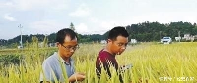  [下田]袁隆平身边的年轻人：下田像吃饭一样频繁 365天基本都在