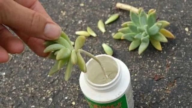  剪下来：繁殖多肉的好时机，枝条剪下来别急着种，水培更易生根