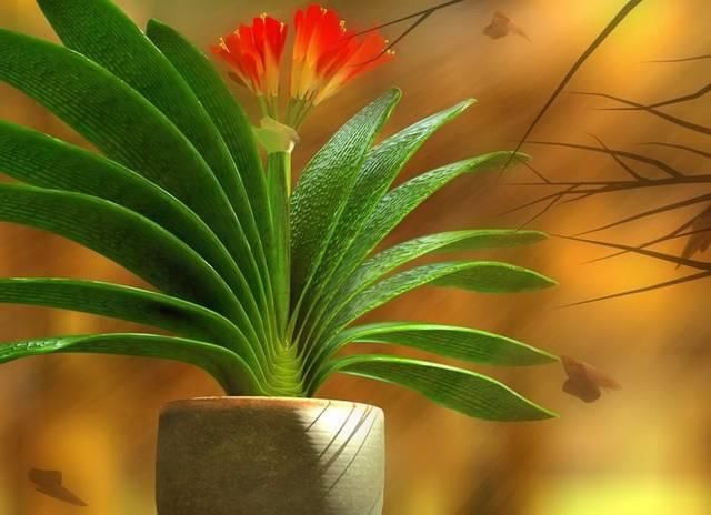 「植物」不知道在家养什么植物,就养这几种吧!