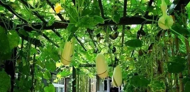  庭院：乡村的庭院，大家为什么这么喜欢